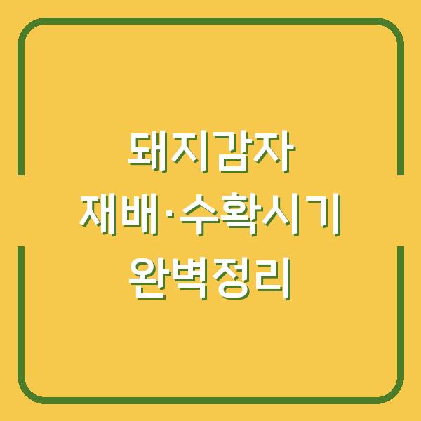 돼지감자 수확시기·심는시기, 백색·자색 뚱딴지 재배 차이점과 심기 방법