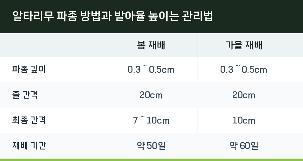 알타리무 파종 방법과 발아율 높이는 관리법